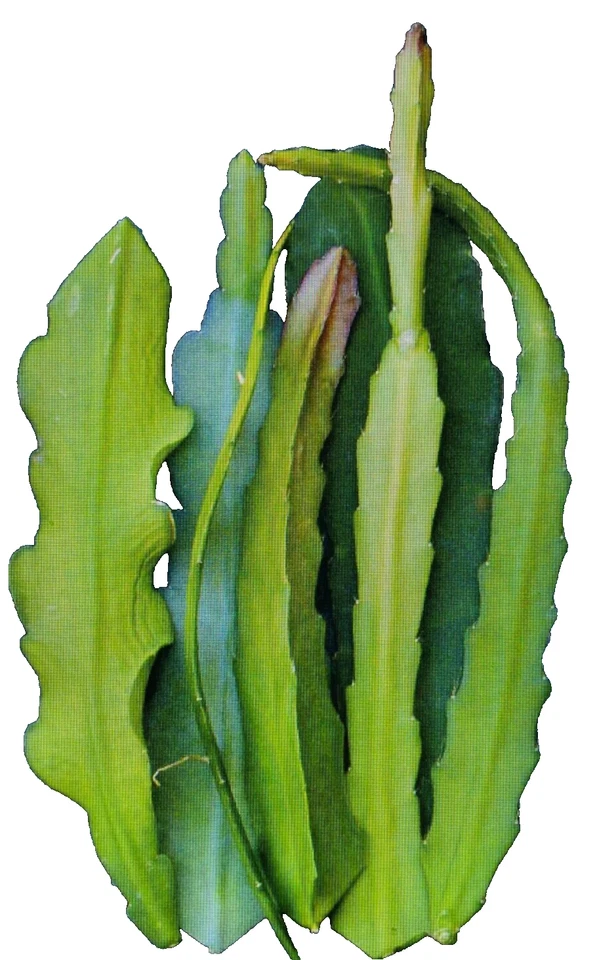 Epiphyllum Orchid Cactus Cuttings – 6 Unrooted Red Bloom Cuttings 6–8 Inch – Tropical Epiphytic Cactus
