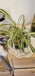 Spider Plant Starter Plants Live, Chlorophytum Comosum Rooted Houseplant for Indoor Growing