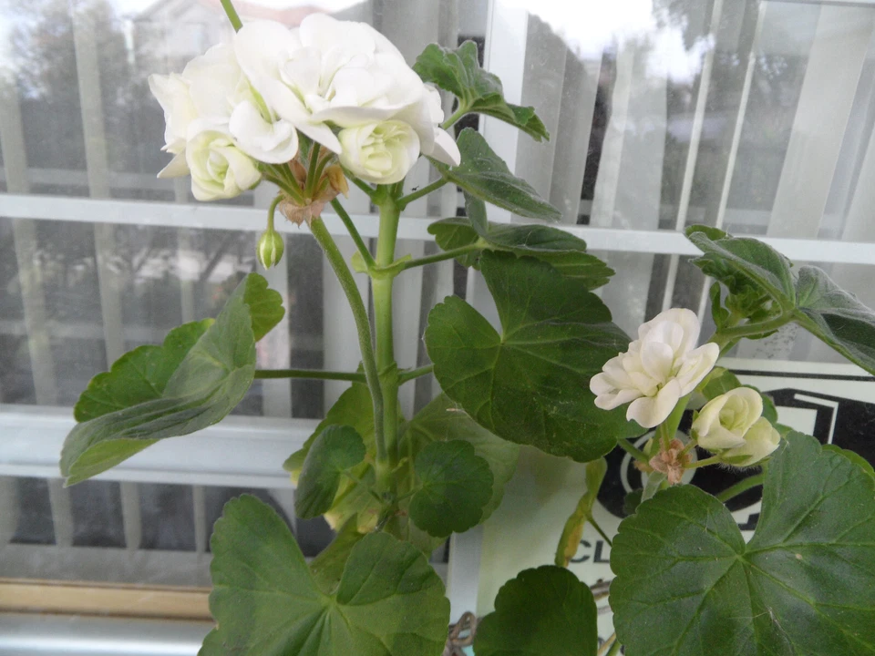 Pelargonium Zonal Geranium Americana White Cuttings for Planting – 5 Unrooted Stems 4–5 Inch