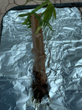 Golden Cassava Rooted Cutting – 8–12 Inch Manihot esculenta Live Plant for Garden or Container Growing