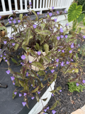 Tinantia pringlei Spotted Plant – 5 Fresh Cuttings, Purple Dot Foliage, Easy Trailing Houseplant Vine for Indoor or Outdoor Planters