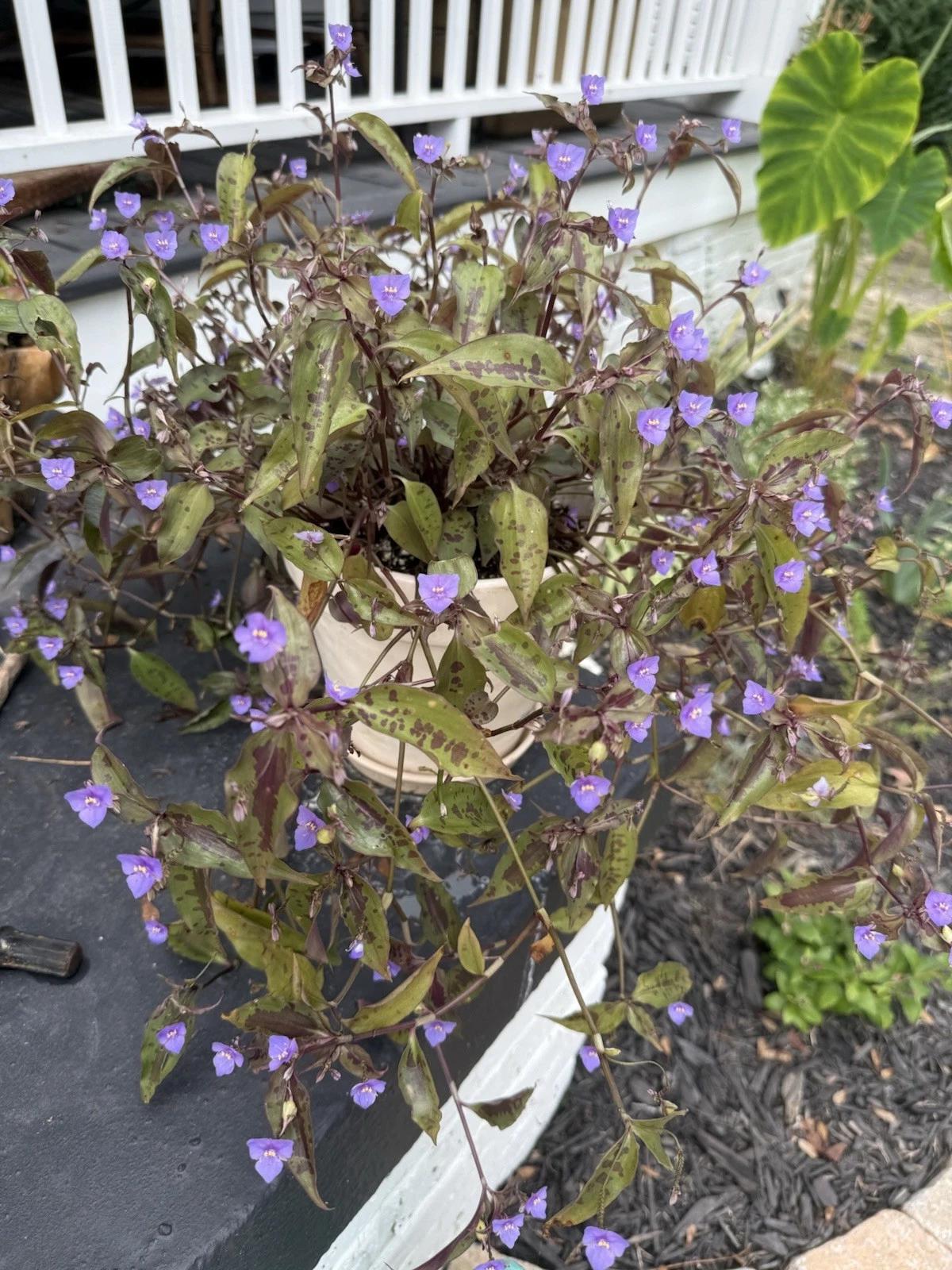 Tinantia pringlei Spotted Plant – 5 Fresh Cuttings, Purple Dot Foliage, Easy Trailing Houseplant Vine for Indoor or Outdoor Planters