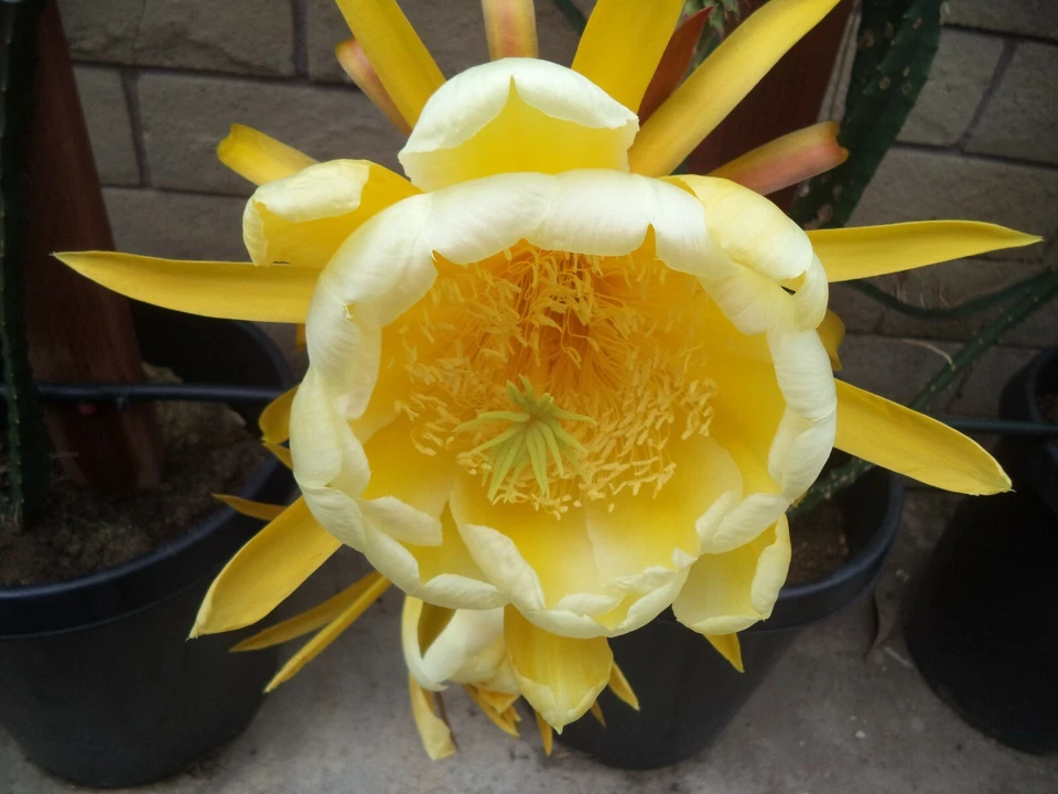 Yellow Dragon Fruit Palora – 3–4in Mature Cutting, Live Selenicereus Megalanthus Starter Stem for Rooting