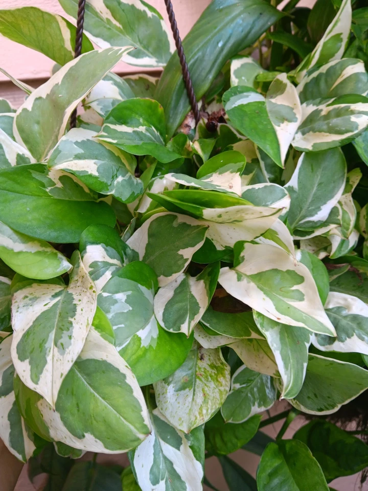 N’Joy Pothos Cuttings Unrooted, Epipremnum aureum Variegated Indoor Plant Cuttings for Propagation Set of 3