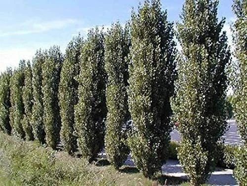 Lombardy Poplar Tree Cuttings – 5 Live Unrooted Pieces – Populus nigra Italica