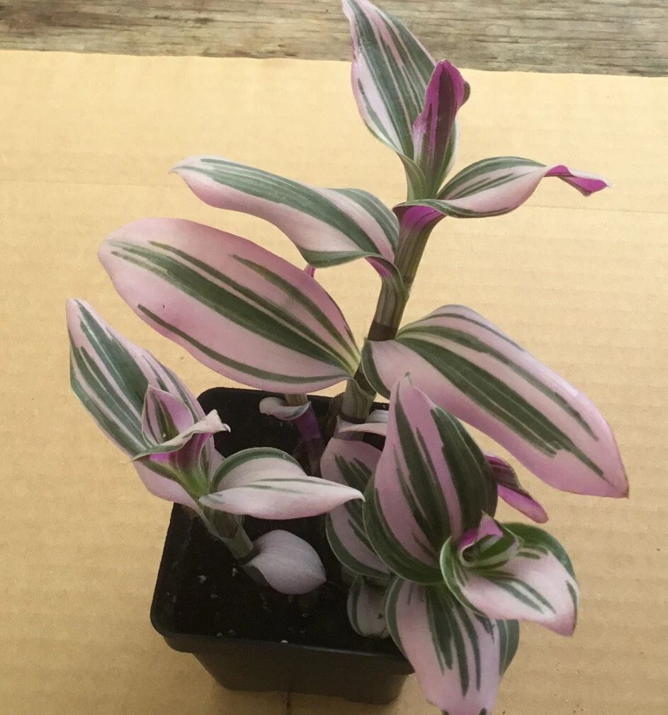 Pink Tradescantia Nanouk Live Plant – 2” Potted Indoor Houseplant – Variegated Pink & Green Foliage Starter Plant
