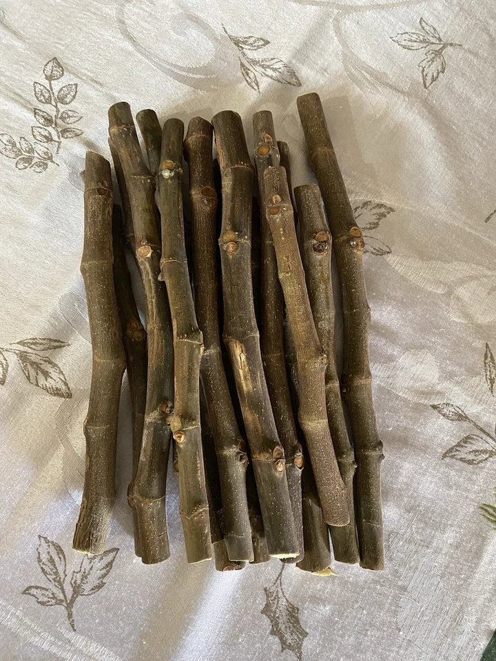 Black Mission Fig Cuttings Dormant, Ficus carica Unrooted Scions 6 Inch or Longer for Propagation Set of 15