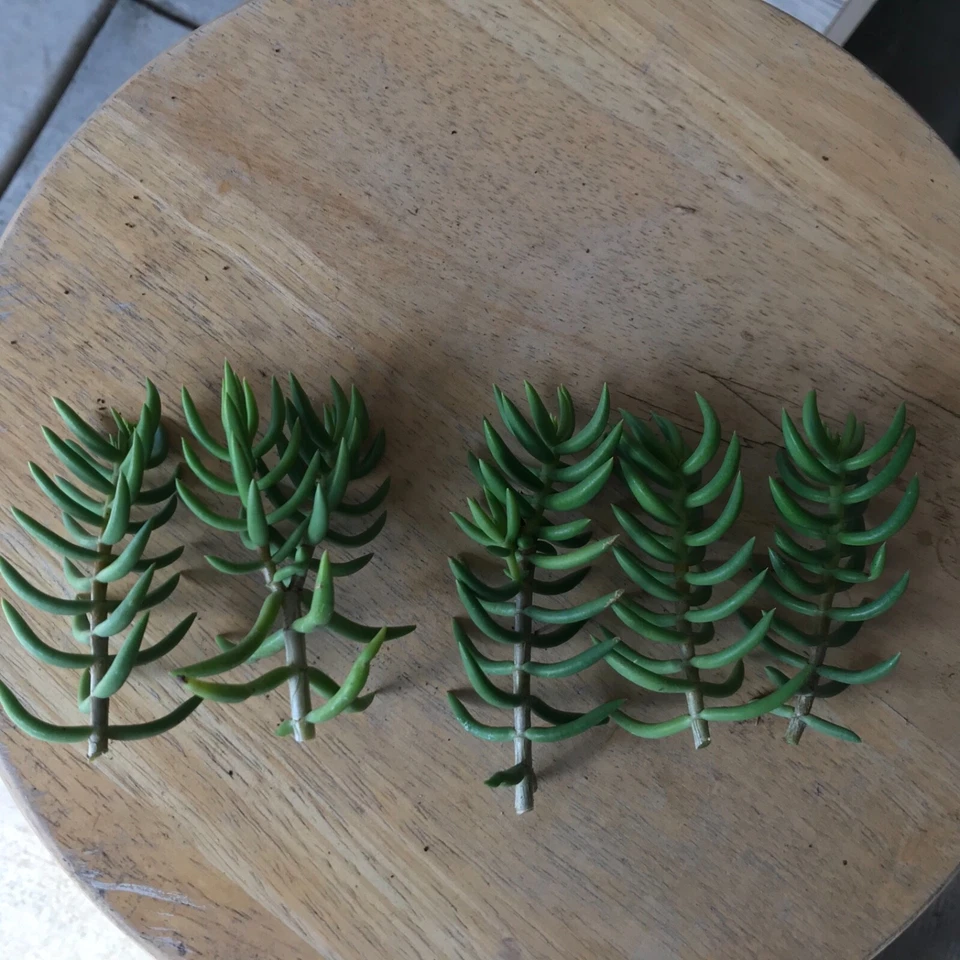Mini Pine Tree Succulent Cuttings – Set of 4 Crassula tetragona Bonsai-Style Starter Stems for Pots & Indoor Growing