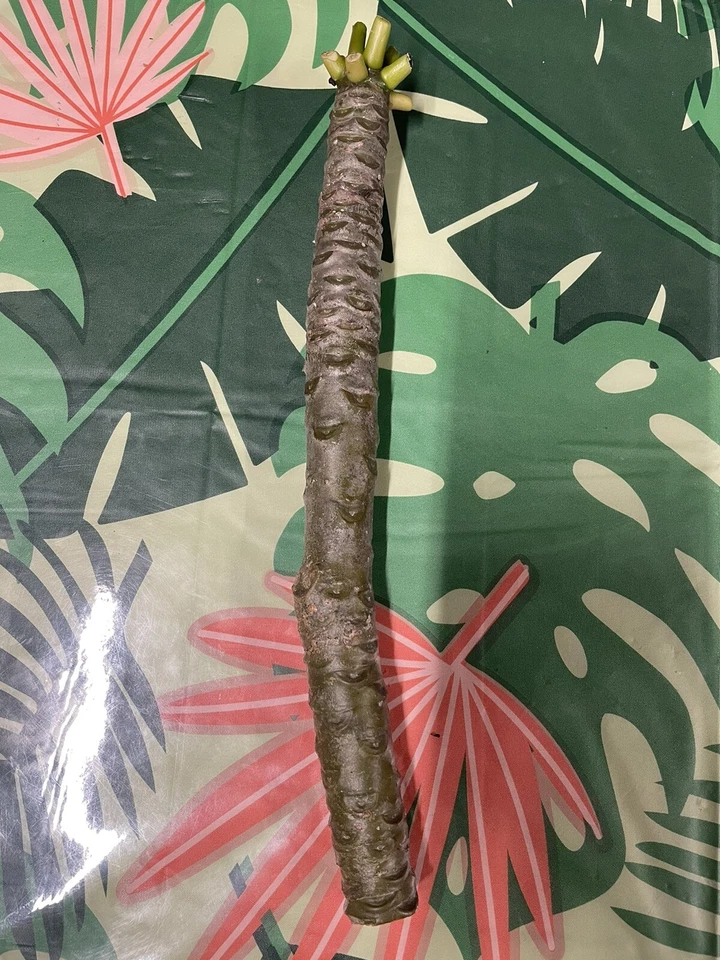 Yellow Plumeria Cuttings – 3 Fresh 10" Unrooted Single-Head Frangipani Stems for Tropical Flowering Trees