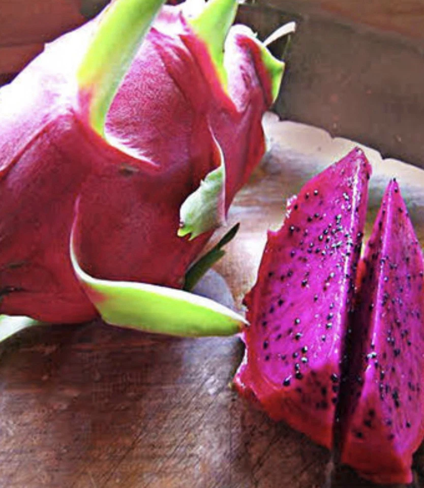 American Beauty Dragon Fruit Cuttings Large Size, Self Pollinating Pitaya Plant Cuttings for Growing Set of 4