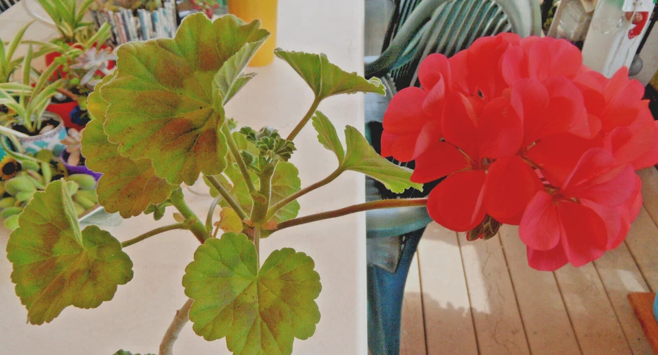 Zonal Geranium Cuttings Unrooted, Pelargonium Flower Plant Cuttings 5 Inch for Propagation Set of 4