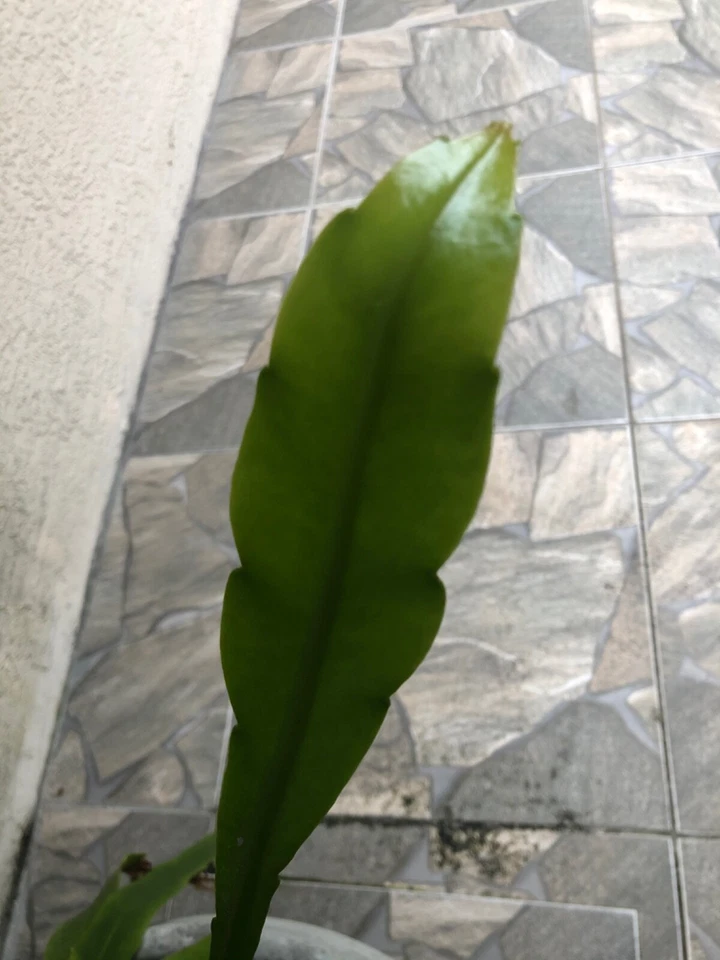 Queen of the Night Orchid Cactus Rooted Cutting, Epiphyllum oxypetalum Night Blooming Houseplant