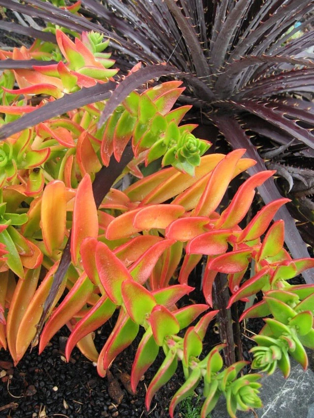 Crassula Capitella ‘Campfire’ – 3 Succulent Cuttings – Red-Tipped Rosette Form Starter Cuttings