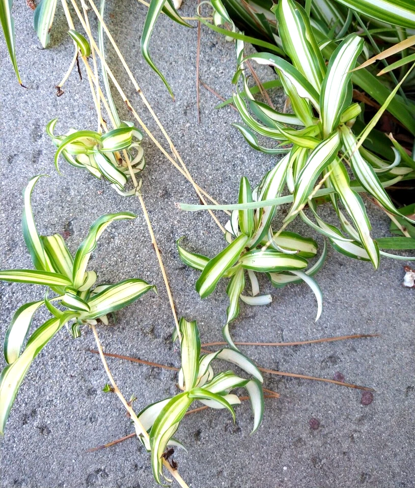 Spider Plant Cuttings – Lot of 15 Young Rooted Chlorophytum comosum Plants for Indoor Houseplant Propagation