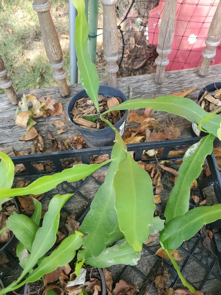 Night Blooming Cereus Cuttings Epiphyllum oxypetalum, Long Orchid Cactus Cuttings for Indoor Growing Set of 5