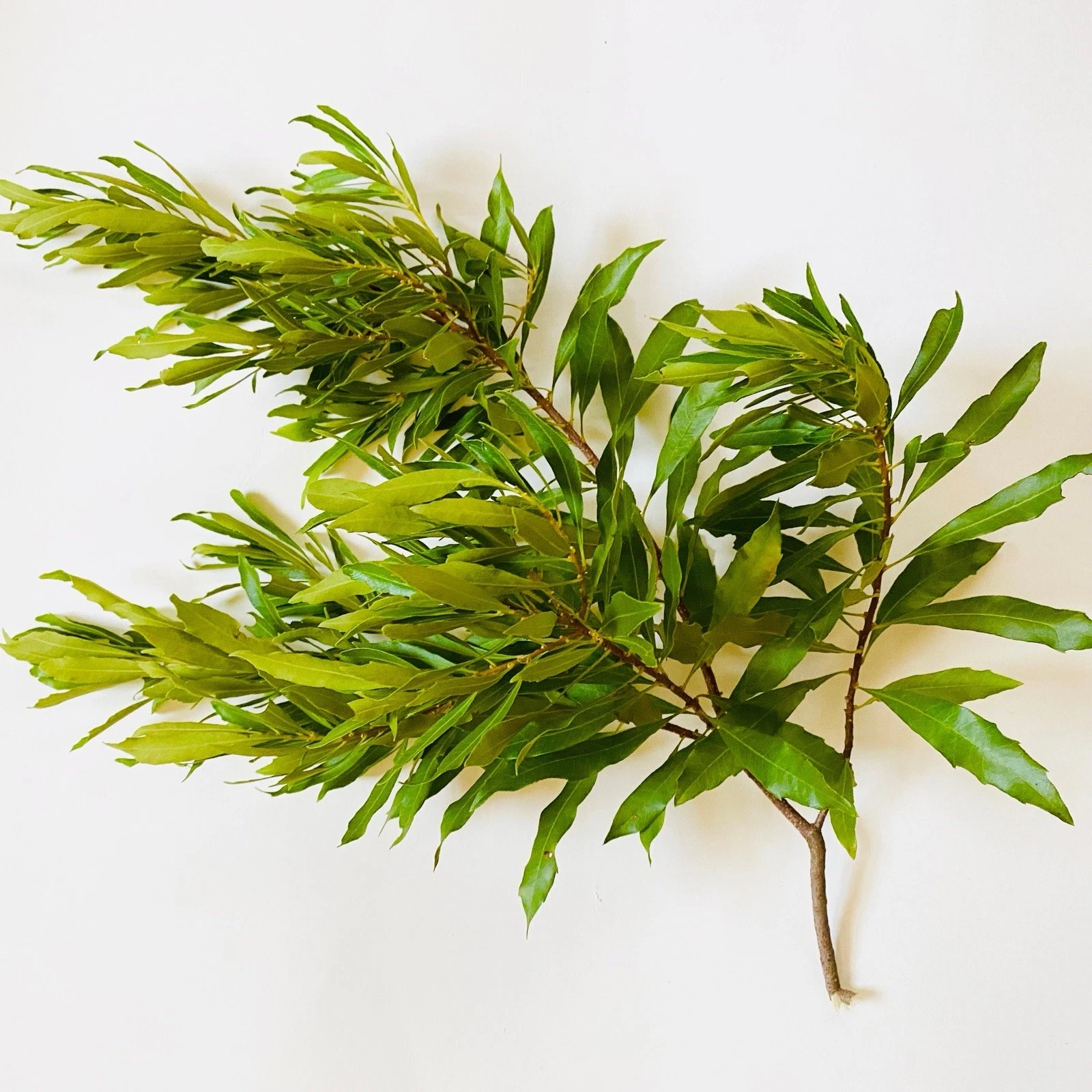 Bayberry Cuttings Myrica Cerifera 6 Pack Fresh 12 Inch Unrooted Native Shrub