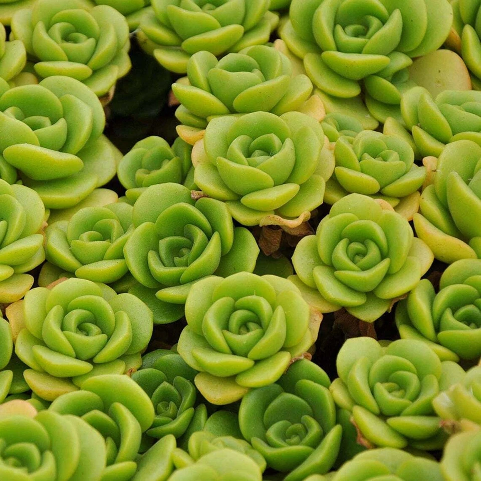 Aeonium Lily Pad Succulent Cuttings – 3 Live Unrooted Aeonium Cuttings for Indoor Decor and Propagation