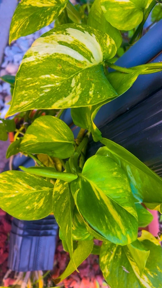 Variegated Golden Pothos Rooted Cutting – 3 Node Epipremnum Aureum, Indoor Climbing Houseplant