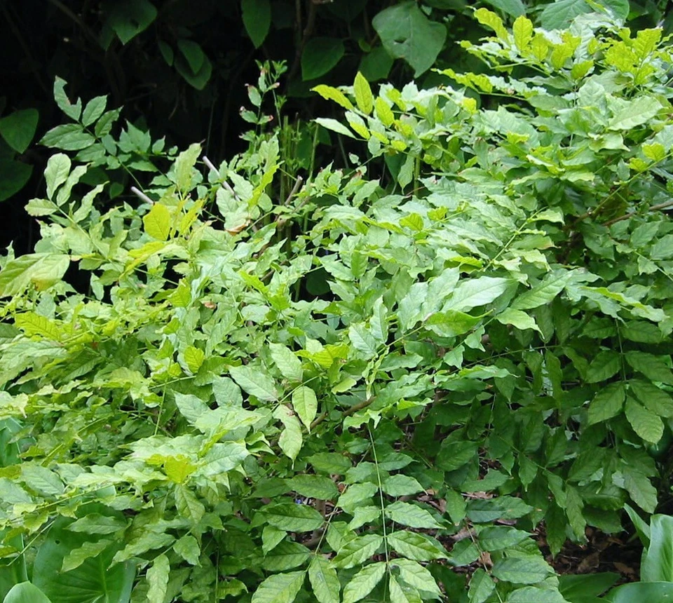 Chinese Wisteria Rooted Vine – Wisteria sinensis Live Plant 1–2 ft Tall, Purple Flowering Climbing Vine