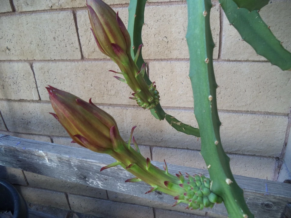 Yellow Dragon Fruit Plant – Rooted and Sprouted Live Pitaya, 6 to 8 Inch Young Selenicereus Plant Ready to Grow