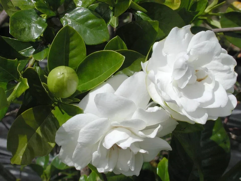 Southern Heirloom Gardenia Cuttings Unrooted, True Southern Gardenia Bush Propagation Stems Set of 8