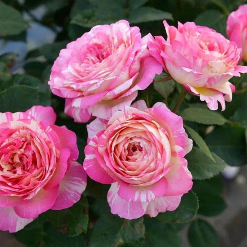 Marc Chagall Rose Cuttings 3 Pieces Unrooted Hybrid Tea Rose for Rooting or Grafting