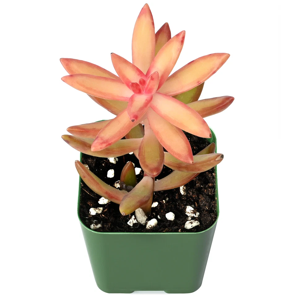 Sedum Adolphii Succulent – Live Fully Rooted Plant in 2 Inch Planter – Golden Sedum Starter Plant
