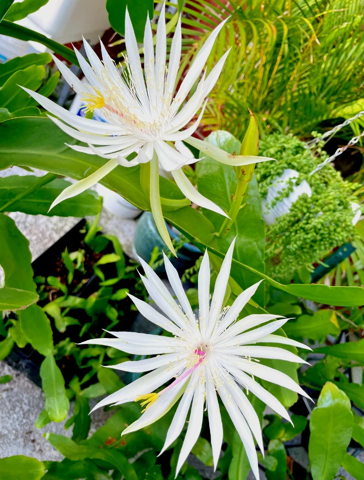 Night Blooming Cereus Rooted Plant – Epiphyllum Leaf Cactus in 4 Inch Pot, White Flowering Tropical Cactus