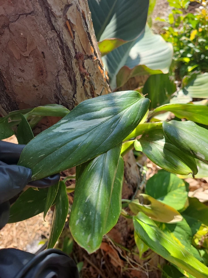 Monstera standleyana Variegated Cutting – 1 Fresh Node | Philodendron Cobra Variegated Aroid Cutting