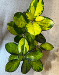Hoya Australis Lisa Single Node Cutting Variegated Wax Plant Live Cutting for Propagation