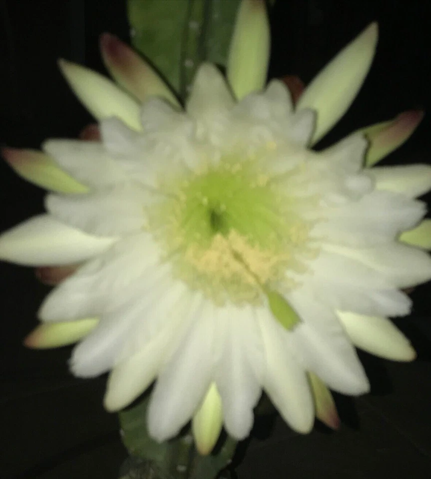 Senita Peruvianus Cactus Cutting – 12 Inch Night Blooming Succulent Cutting, 4–5 Inch Diameter