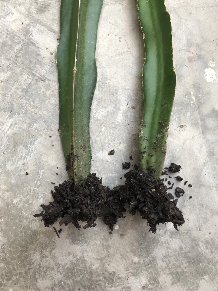 Red Dragon Fruit Rooted Cuttings Ready to Plant, Pitaya Cactus Live Starter Plants for Container or Garden Set of 2