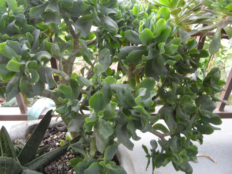 Ripple Curly Jade Cuttings – Lot of 3 Crassula arborescens Undulatifolia, 4–5 Inch Succulent Cuttings