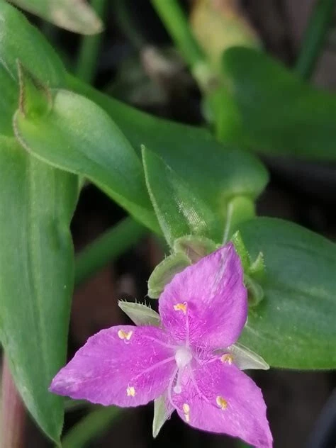 Callisia micrantha Cuttings – Trailing Houseplant Vine, Fresh Stem Cuttings for Rooting, Easy Indoor Plant Starter