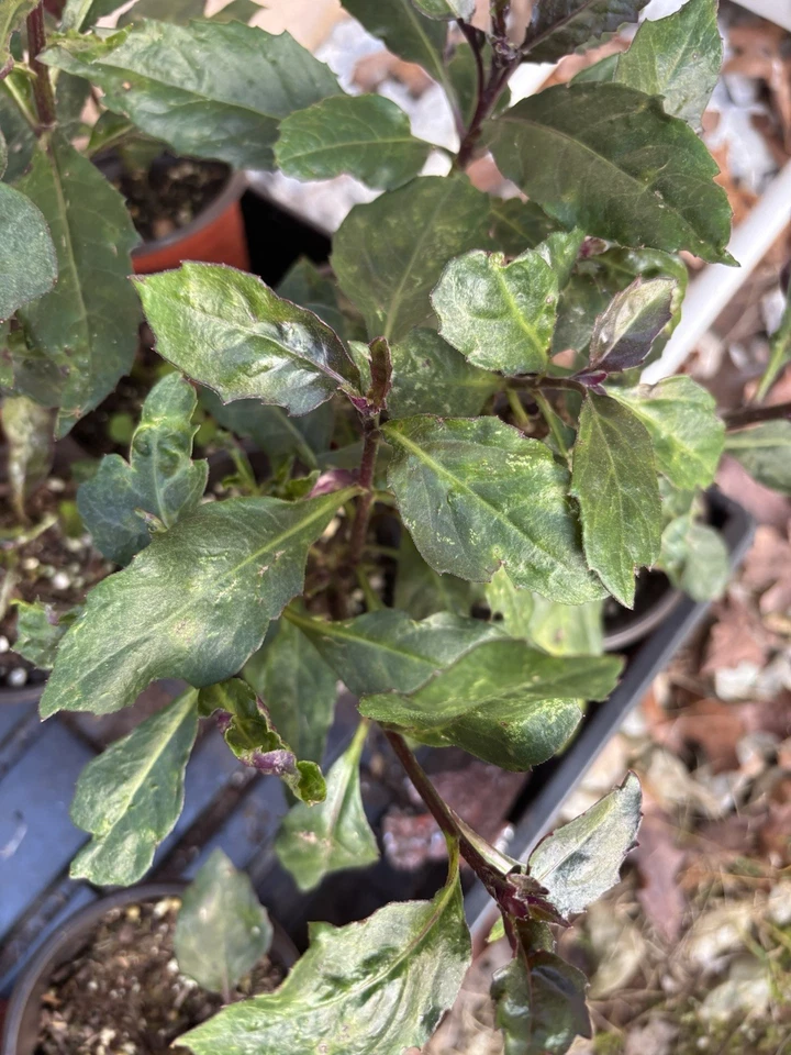 Okinawa Spinach – Gynura bicolor – 2 Rooted Live Plants | Cold Hardy Perennial Greens