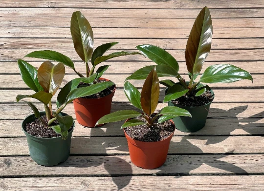Red Imperial Philodendron Live Plant – 6 Inch Potted Philodendron erubescens Imperial Red