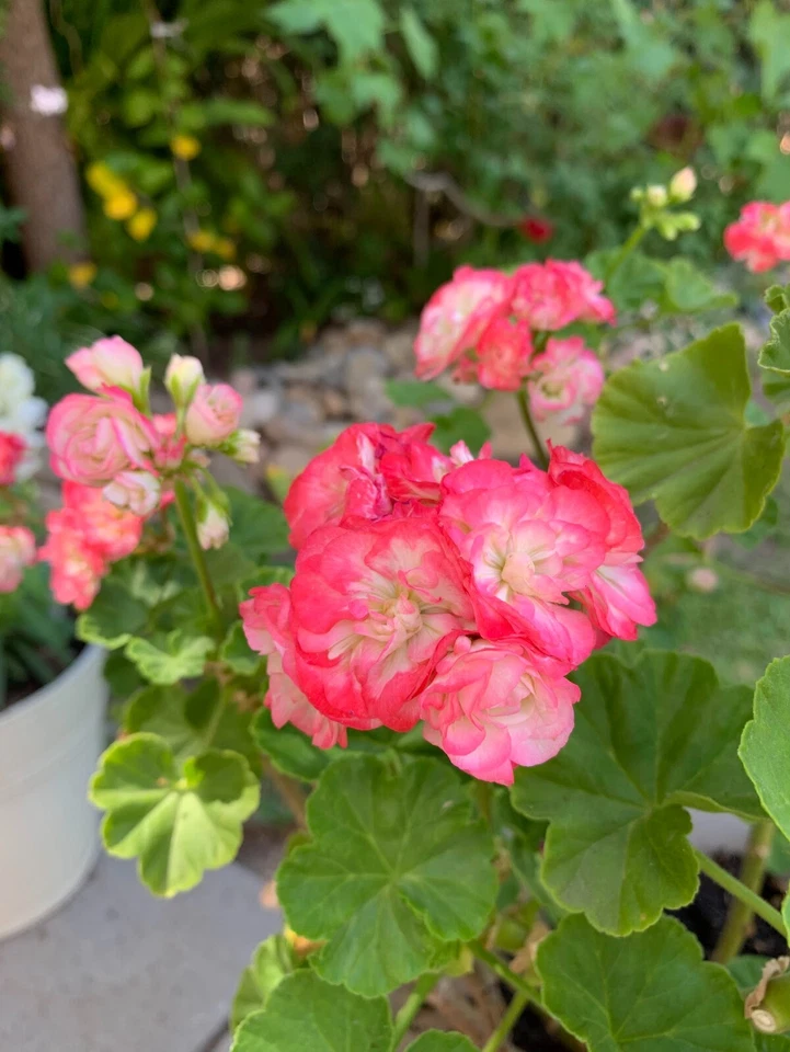 Double White Geranium Cuttings with Pink Edges – 3 Fresh Pelargonium Cuttings for Propagation and Planting