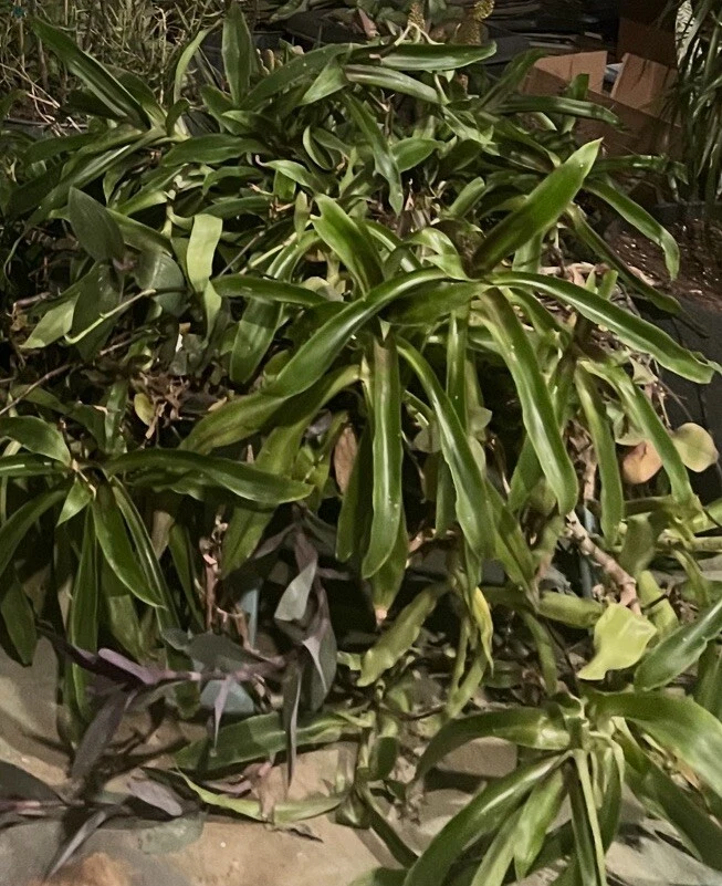 Callisia fragrans Cuttings for Planting – Basket Plant, 5 Unrooted Stems, 4–6 Inch Cuttings