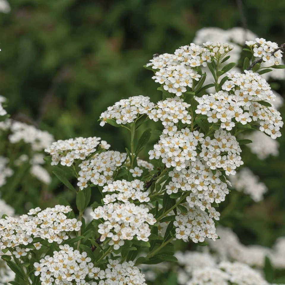White Wedding Cake Spirea Cuttings – Set of 10 Unrooted 6–8 Inch Spiraea Shrub Cuttings, Flowering Garden Plant
