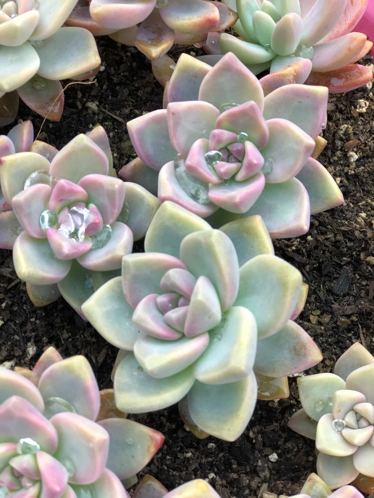 Ghost Plant Succulent Cuttings – 4 Unrooted Mother of Pearl Cuttings, Graptopetalum Paraguayense Pink Succulent