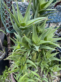 Climbing Aloe Ciliaris Unrooted Cuttings 3 Pack Trailing Aloe Succulent Vine Starter for Indoor or Outdoor Growing