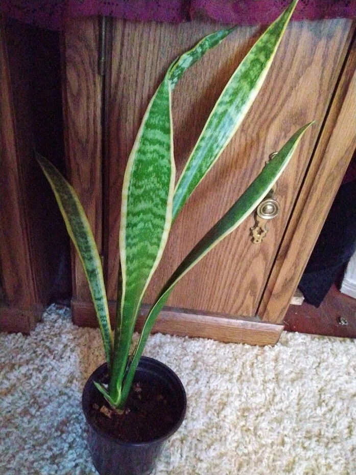 Snake Plant Cuttings 3 Pieces Unrooted Sansevieria Leaf Cuttings for Propagation Indoor Plant