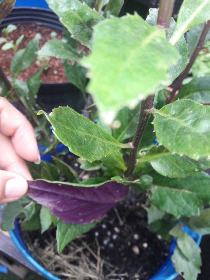Okinawa Spinach Cuttings – Gynura bicolor Live Plant, 8 Unrooted Cuttings 5 Inches Long, Green and Purple Leaves
