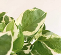 Pearl and Jade Pothos Cutting – Epipremnum aureum Variegated Unrooted Cutting with 3 Leaves