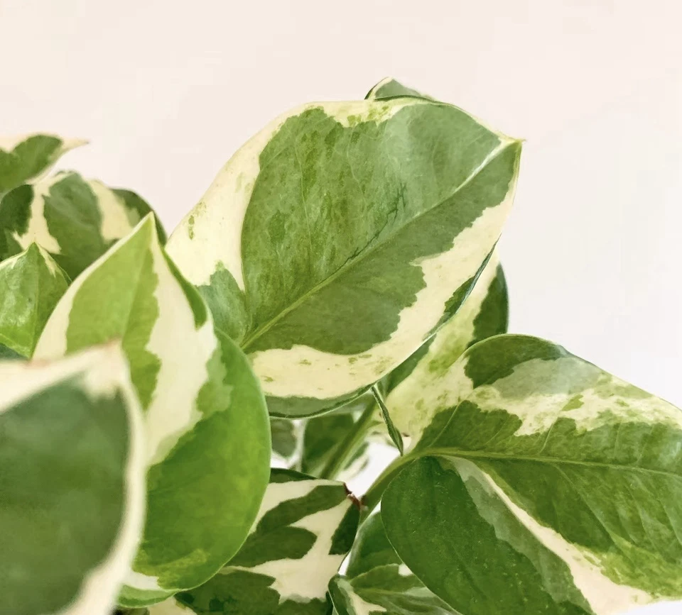 Pearl and Jade Pothos Cutting – Epipremnum aureum Variegated Unrooted Cutting with 3 Leaves