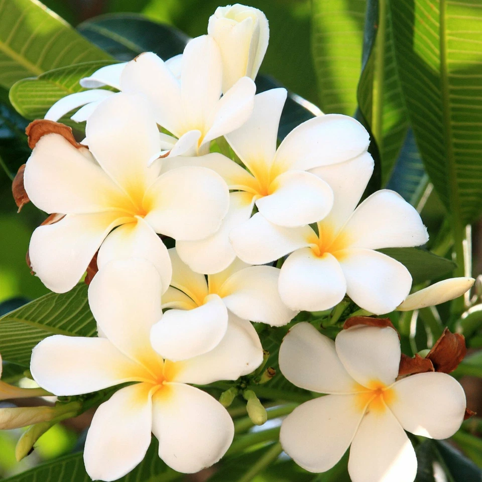 White Plumeria Cutting – 9–12 inch Unrooted Stem – Hawaiian Plumeria Cutting for Tropical Garden or Container Growing