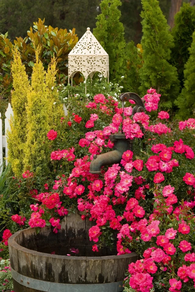 Flower Carpet Pink Rose Cuttings – 3 Unrooted Stems for Rooting or Grafting – Groundcover Rose