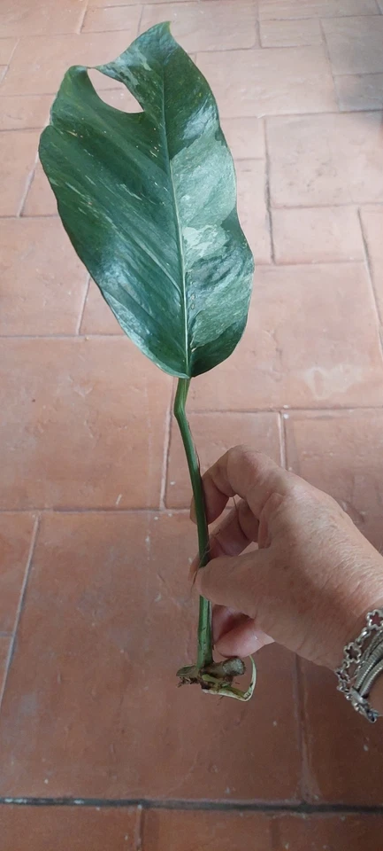 Epipremnum Pinnatum Variegated Cutting Marble Foliage with Node, Tropical Indoor Houseplant for Propagation