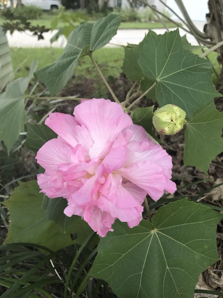 Confederate Rose Cuttings – 2 Live Hibiscus Mutabilis Unrooted Cuttings with Color Changing Flowers