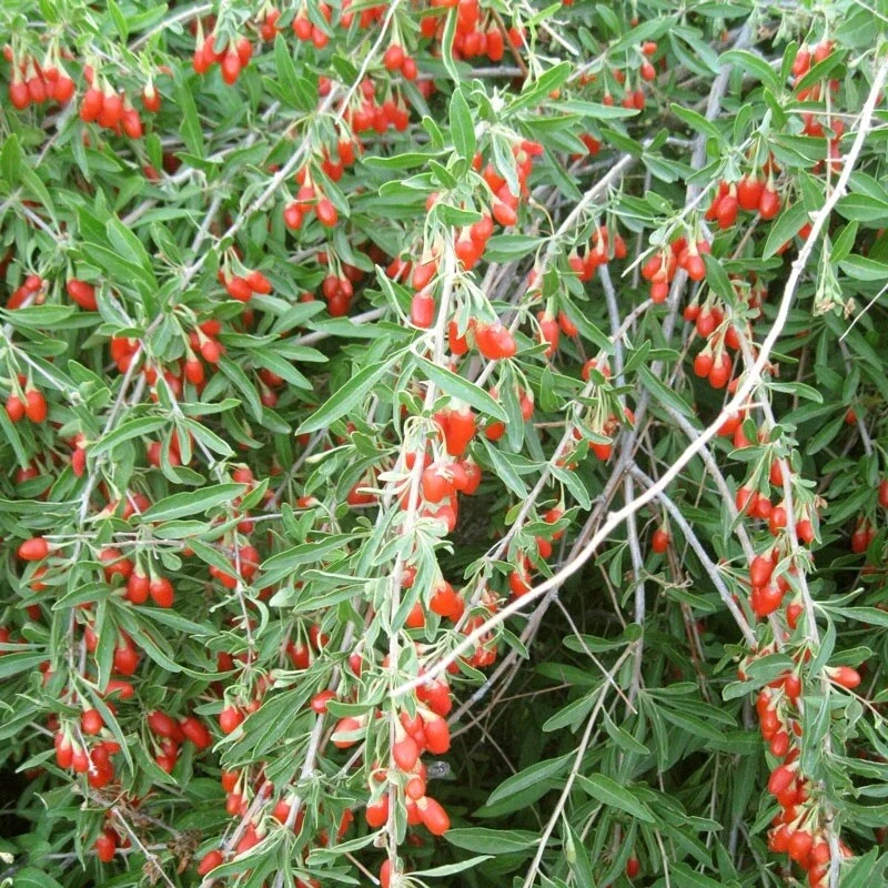 Organic Goji Berry Cuttings – 20 Fresh Unrooted Cuttings From Mature Plants for Rooting and Growing